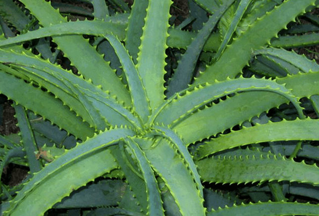 Η Kalanchoe θεραπεύει την αρσενική πάθηση