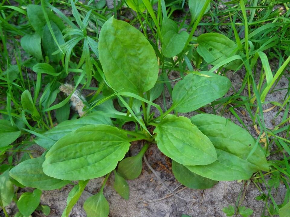 plantain για τη θεραπεία της προστατίτιδας